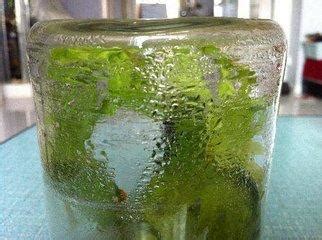 植物需要氧氣嗎|吸收二氧化碳釋放氧氣！植物「呼吸」很「神奇」，你。